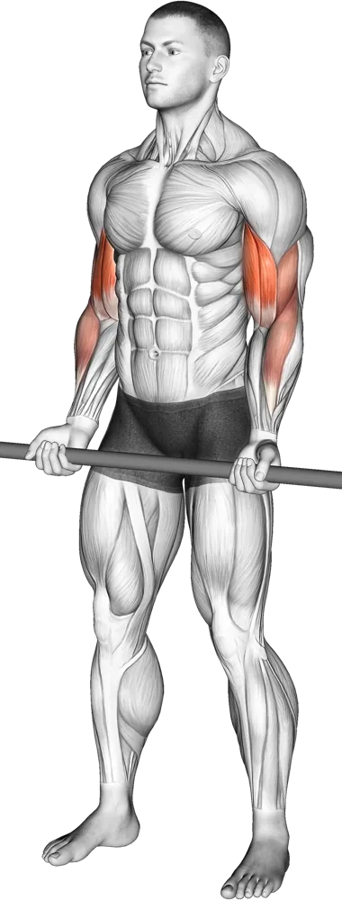 Barbell Curl