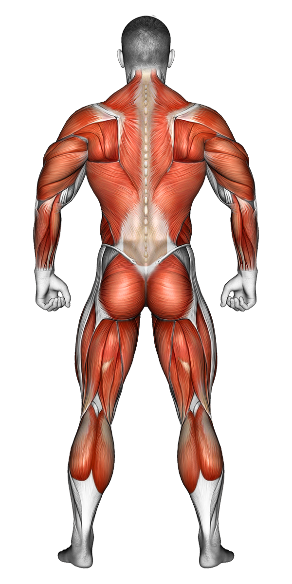 Muscles back view