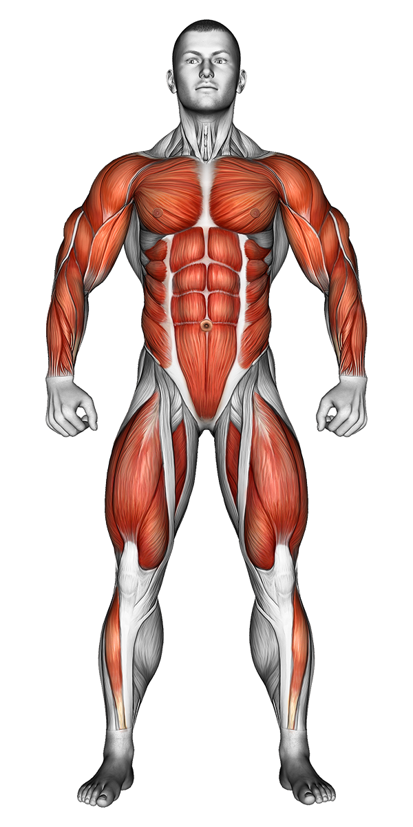 Muscles front view